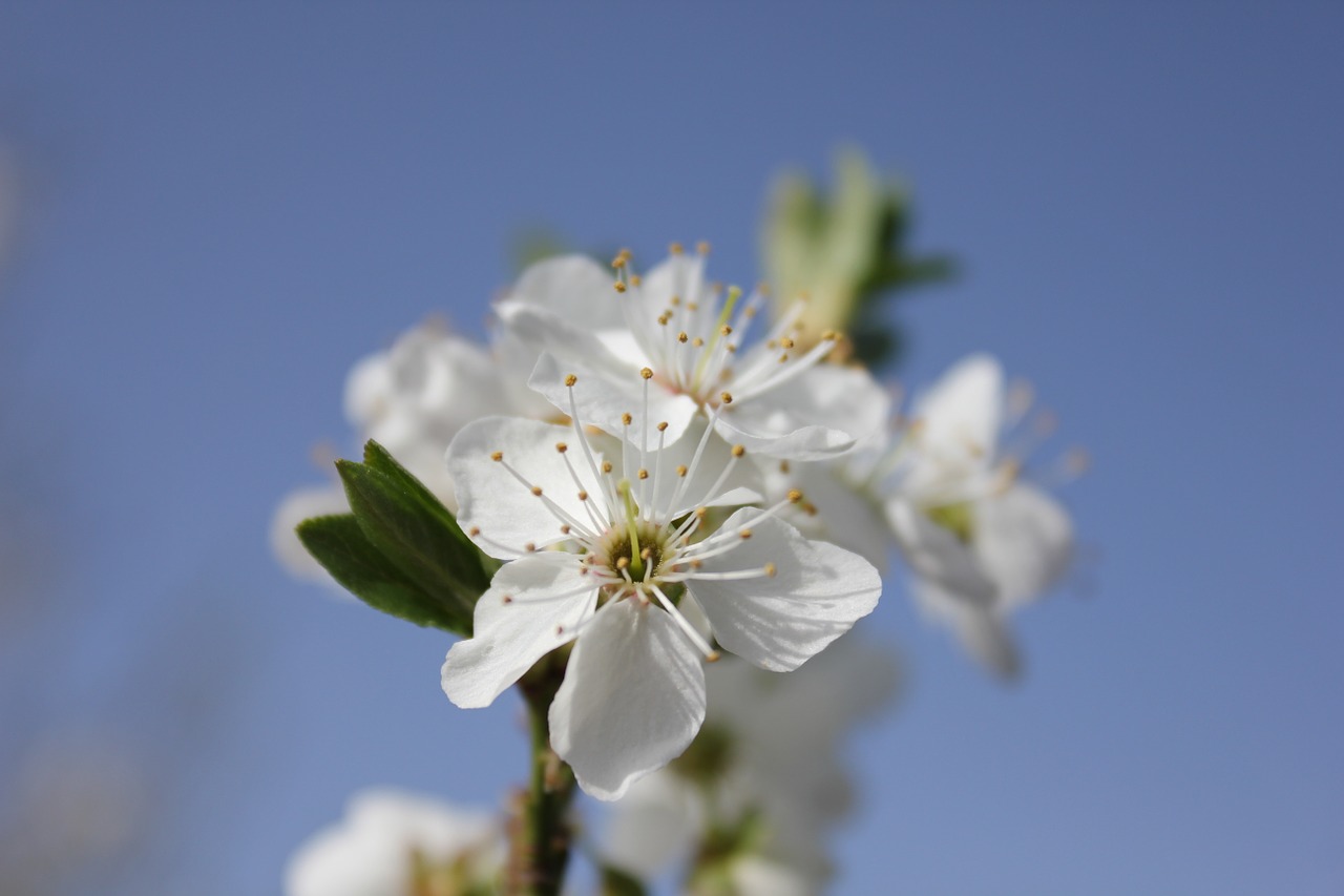 flower spring branch free photo