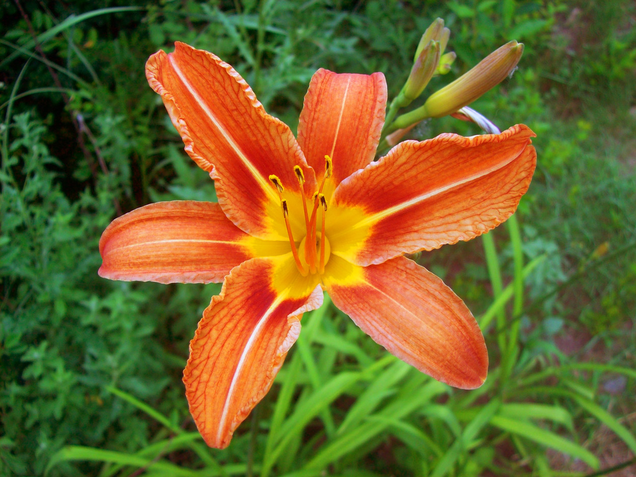 flower yellow orange free photo