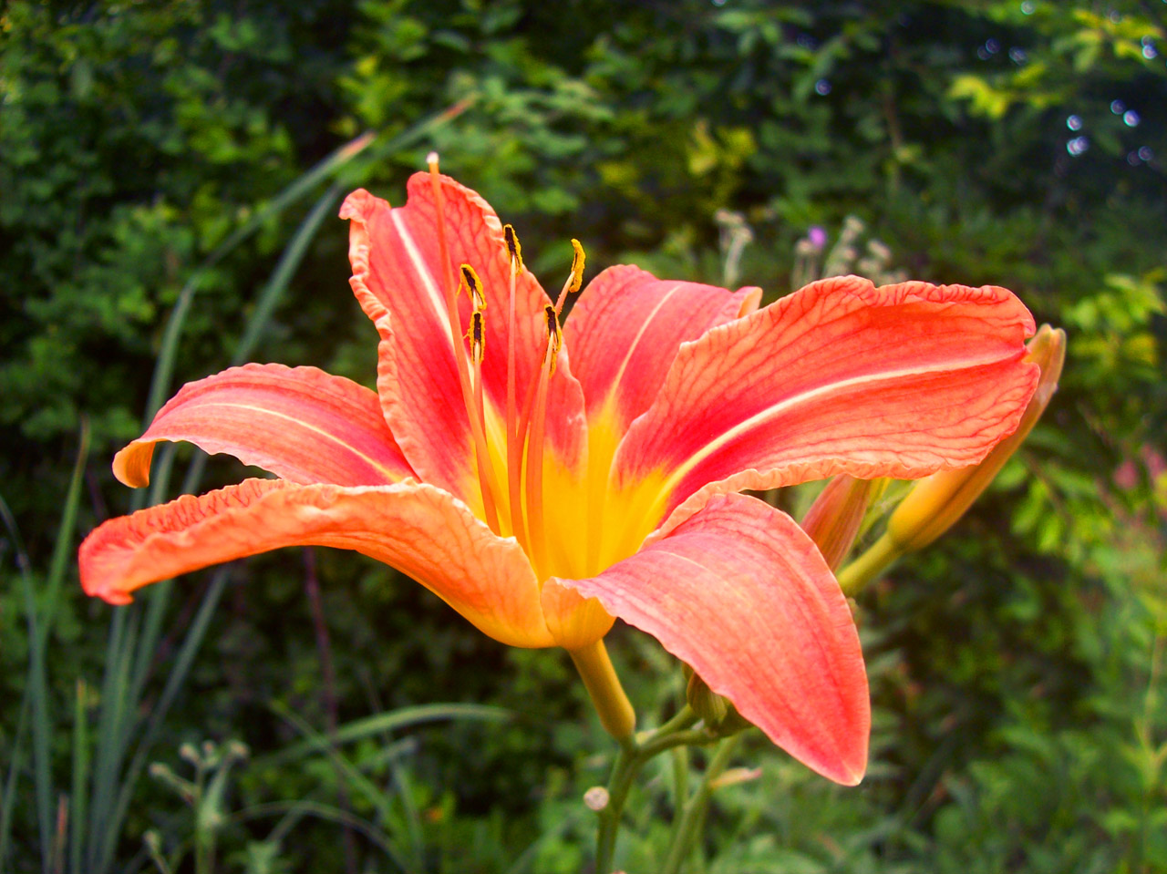 flower yellow orange free photo