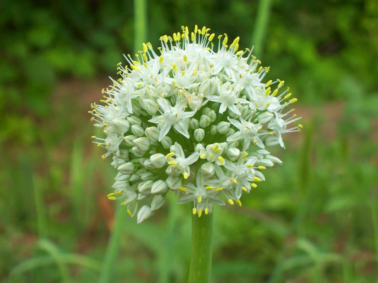 flower yellow white free photo