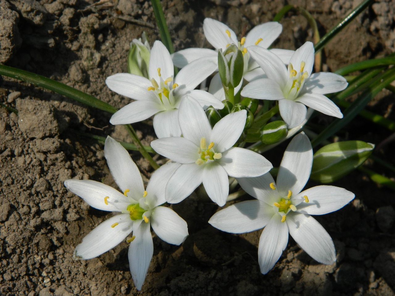 flower spring garden free photo