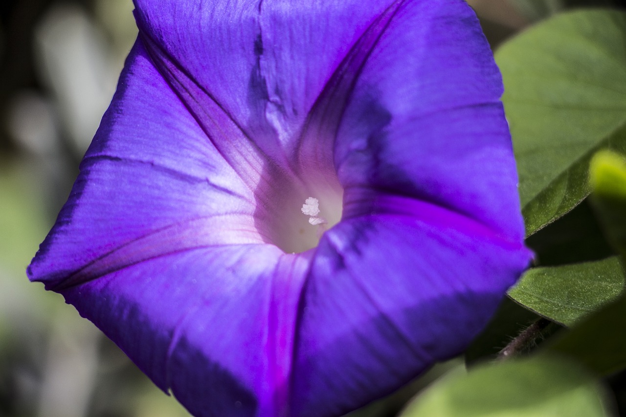 flower blue nature free photo