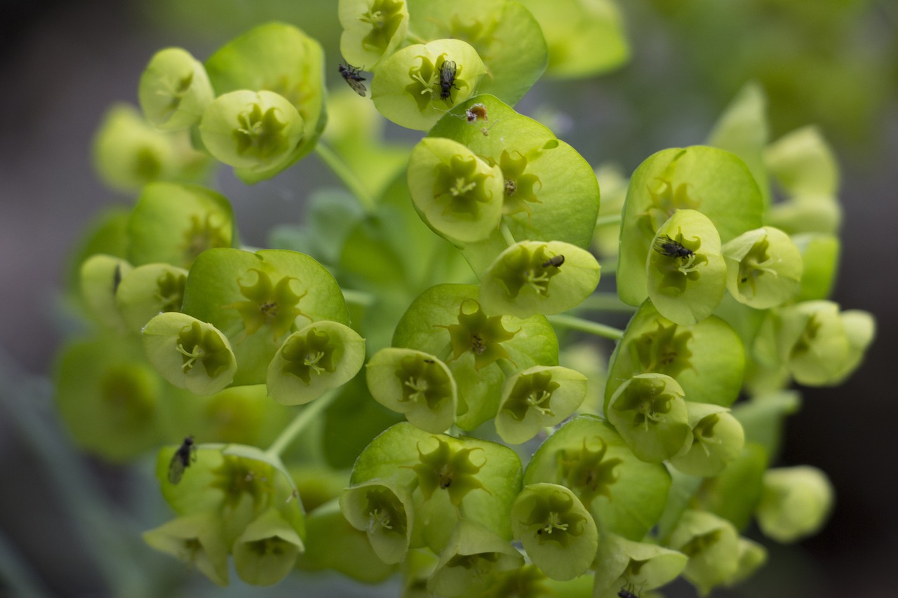 flower green plant free photo