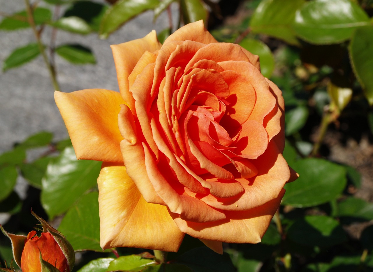 flower rose orange free photo