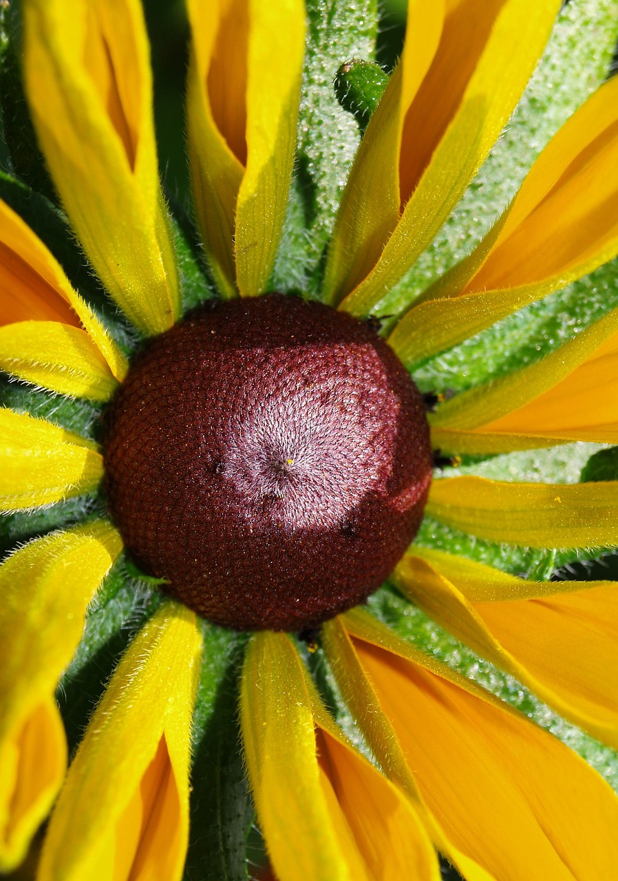 flower garden yellow free photo