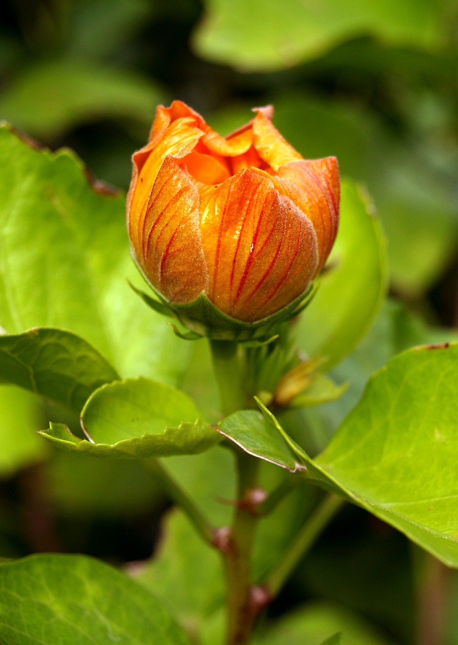 flower nature orange blossom free photo