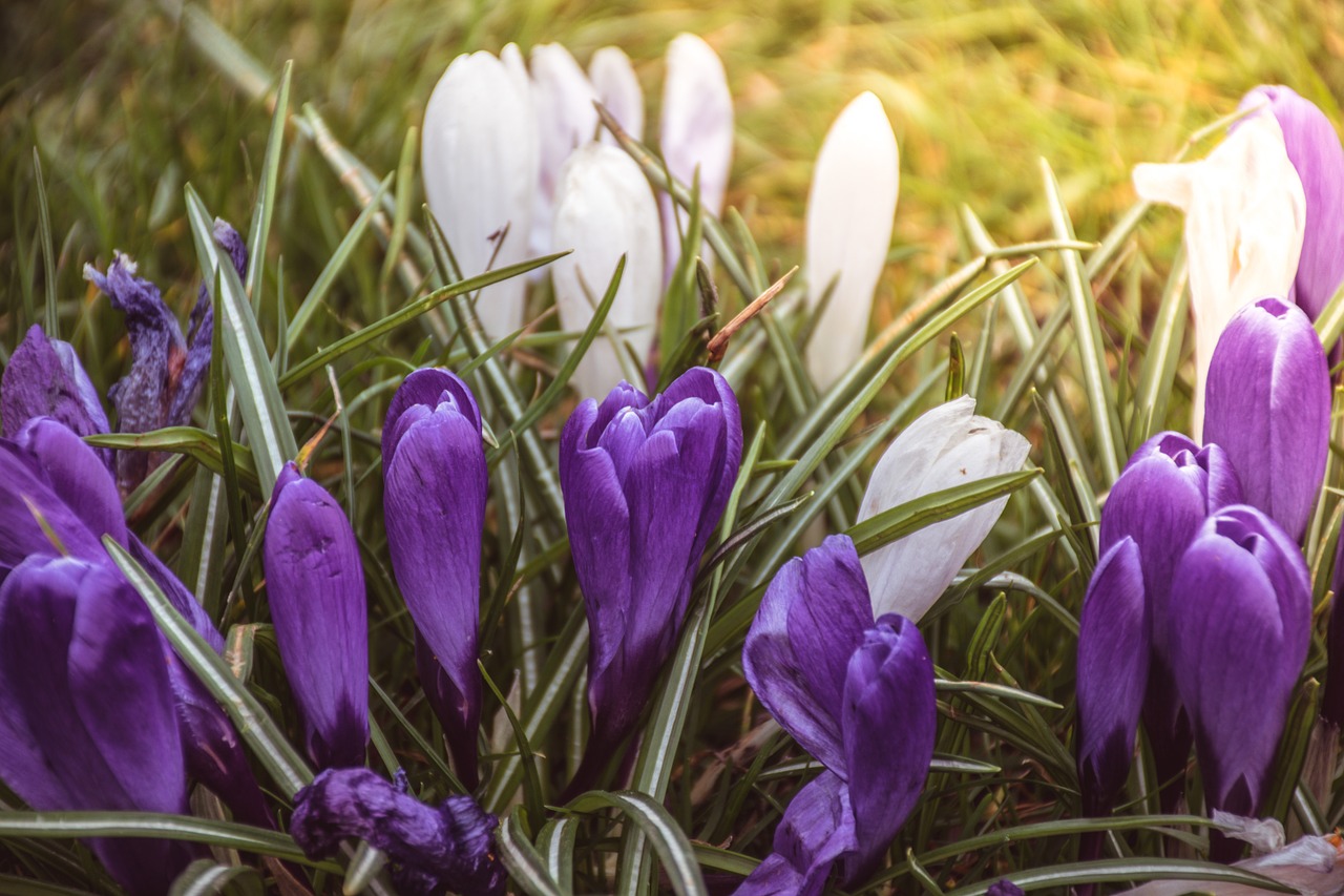 flower spring park free photo