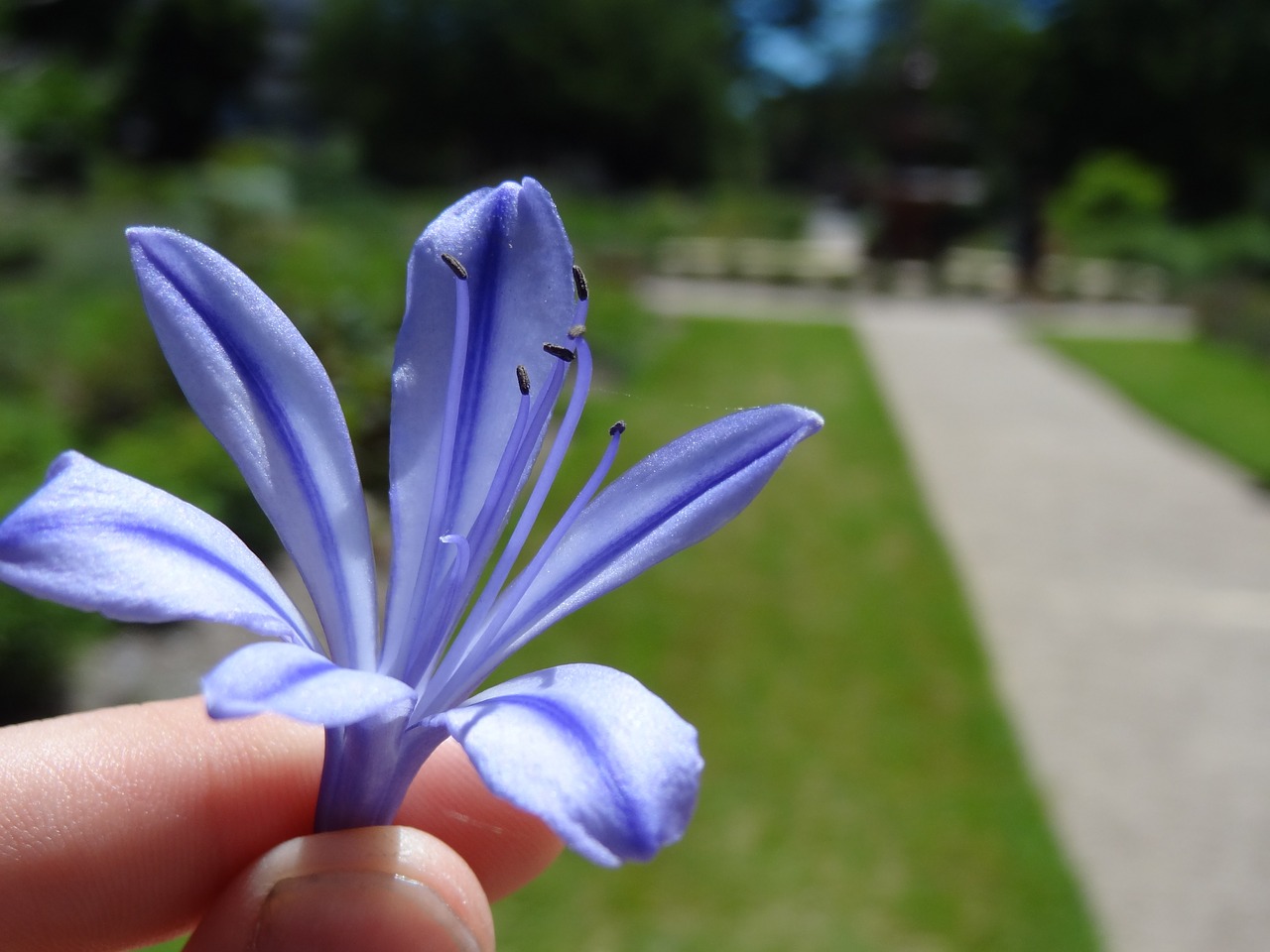 flower blue macro free photo