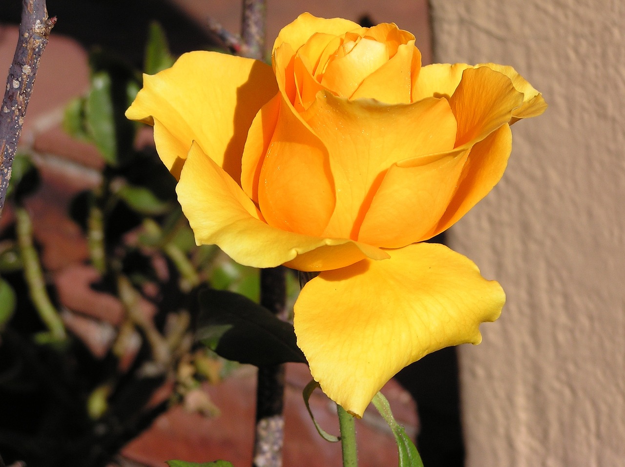 flower rose orange free photo