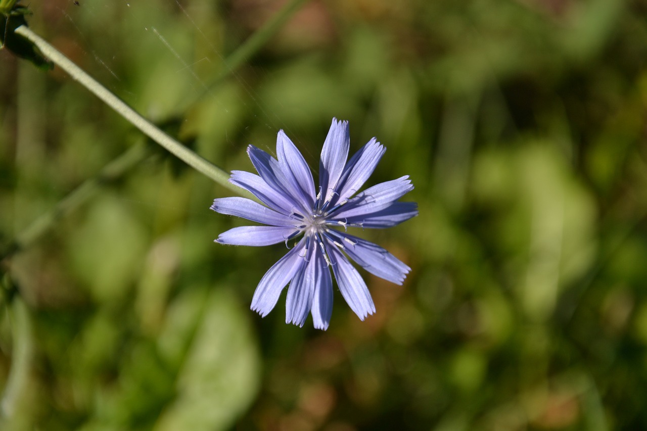 flower violet spring free photo