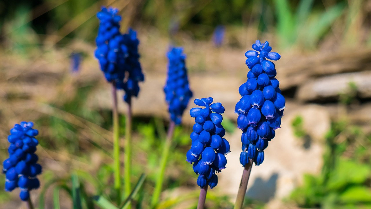 muscari flower blue free photo