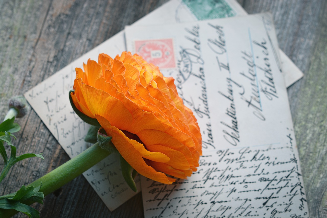 flower ranunculus blossom free photo