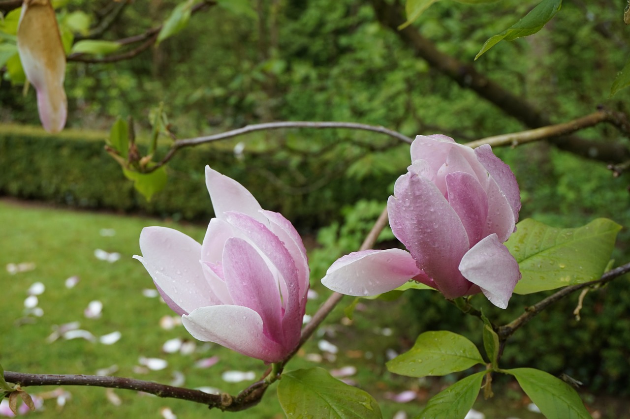 flower magnolia botany free photo
