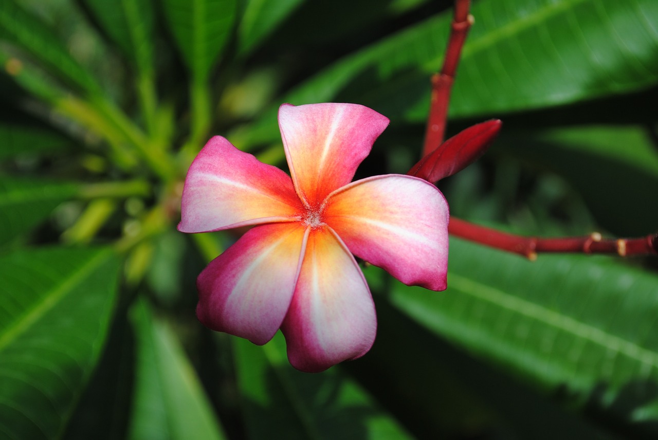 flower plumeria frangipani free photo