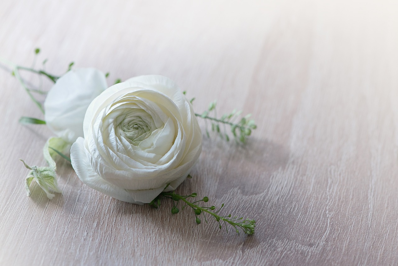 flower ranunculus blossom free photo