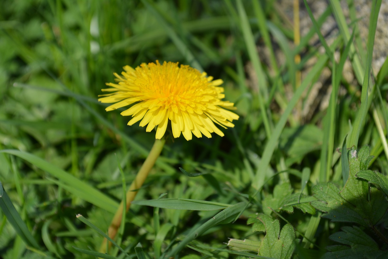 flower yellow spring free photo