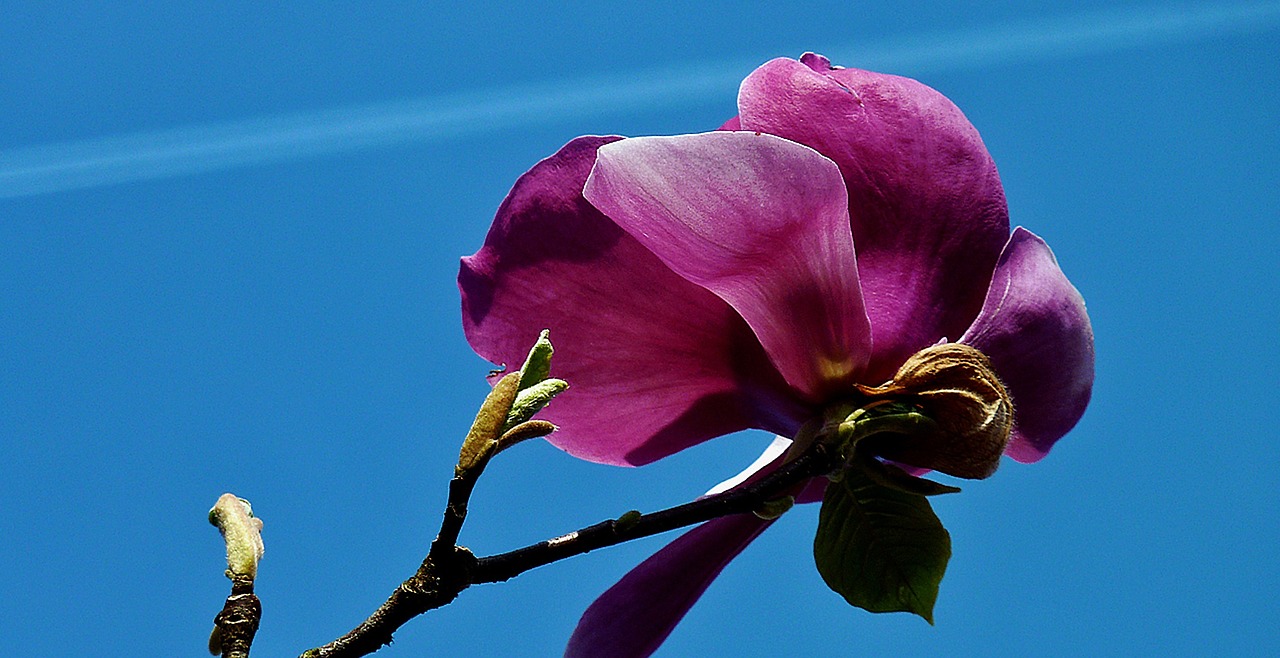 flower blossom bloom free photo