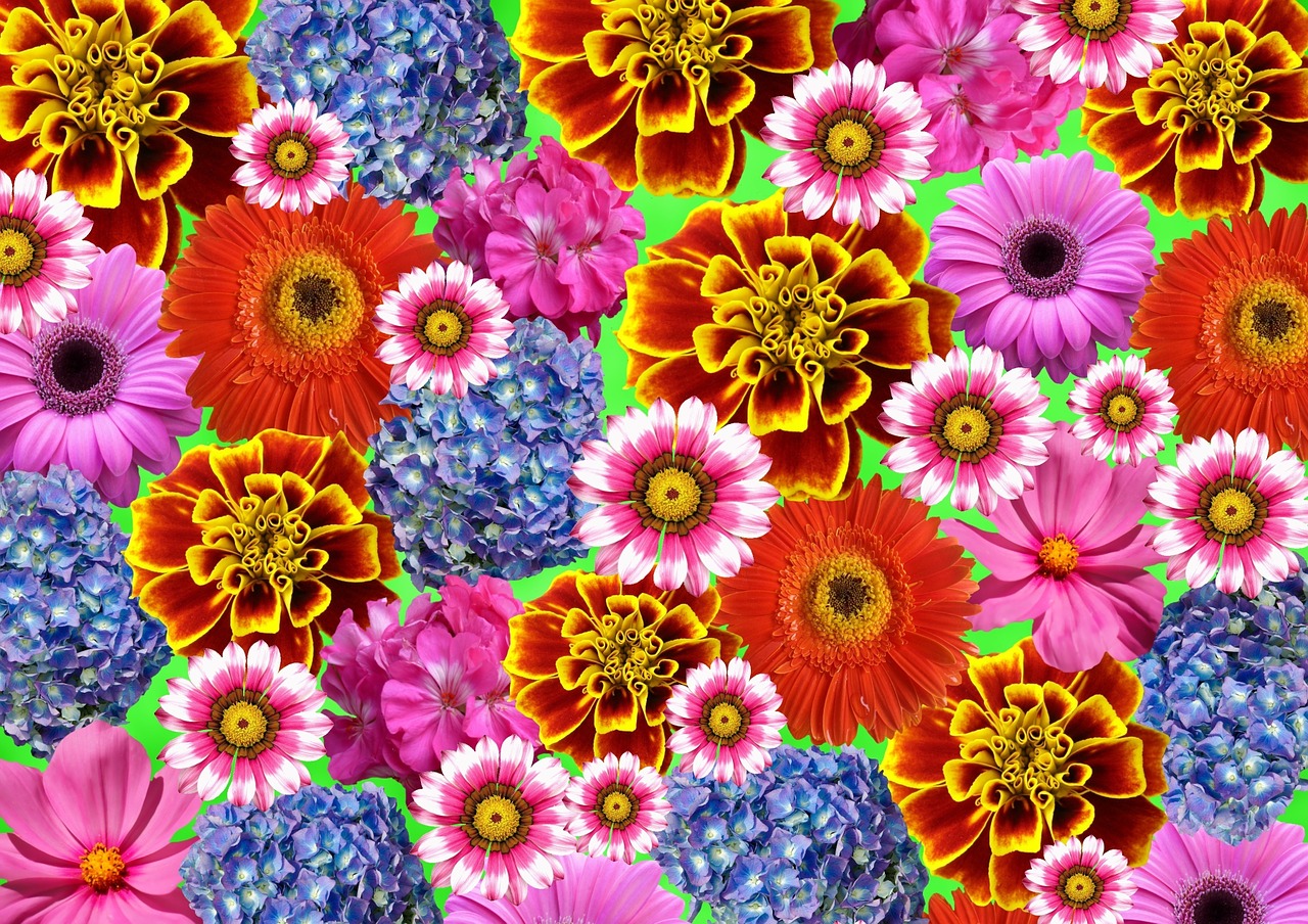 flower colorful summer free photo