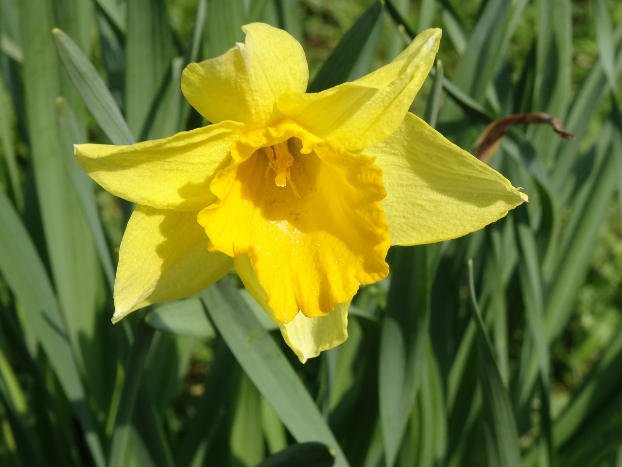 flower daffodil spring free photo