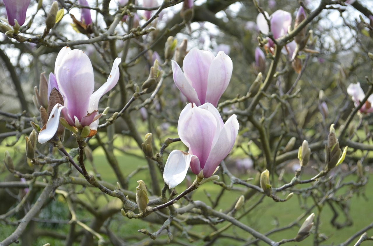 flower magnolia pink free photo