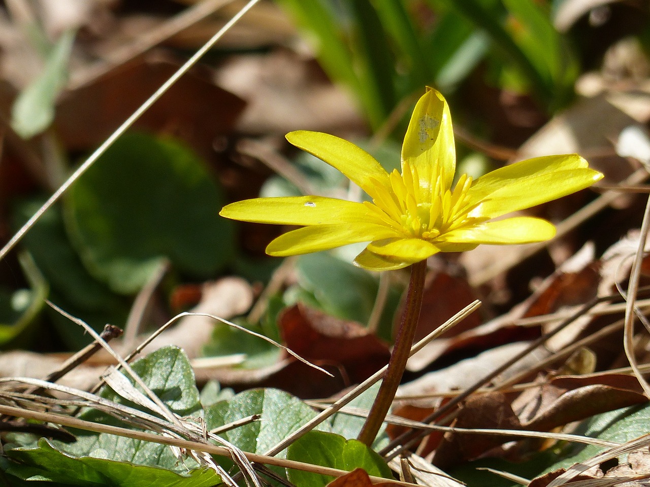 flower yellow leaf free photo