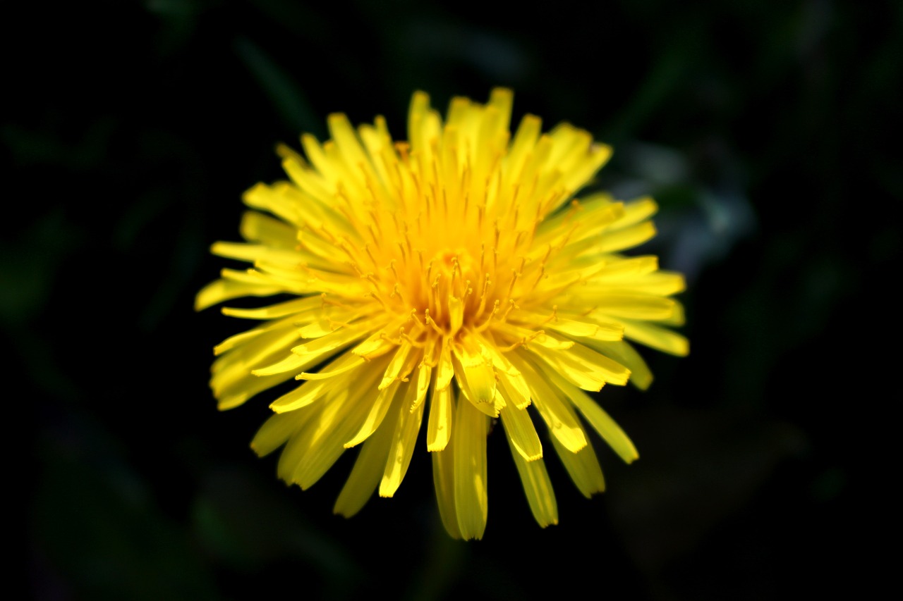 flower weed nature free photo