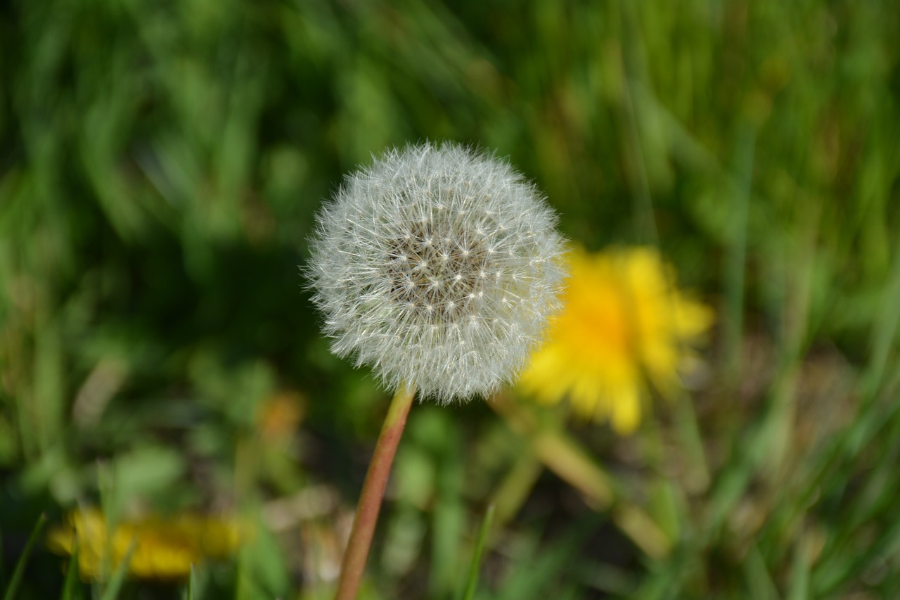 flower dandelion yelow free photo