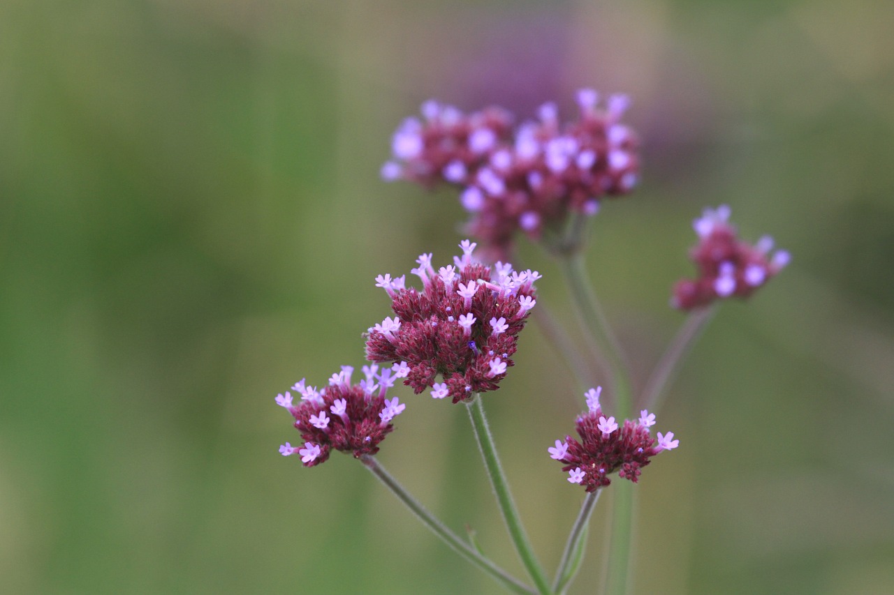 flower plant nature free photo