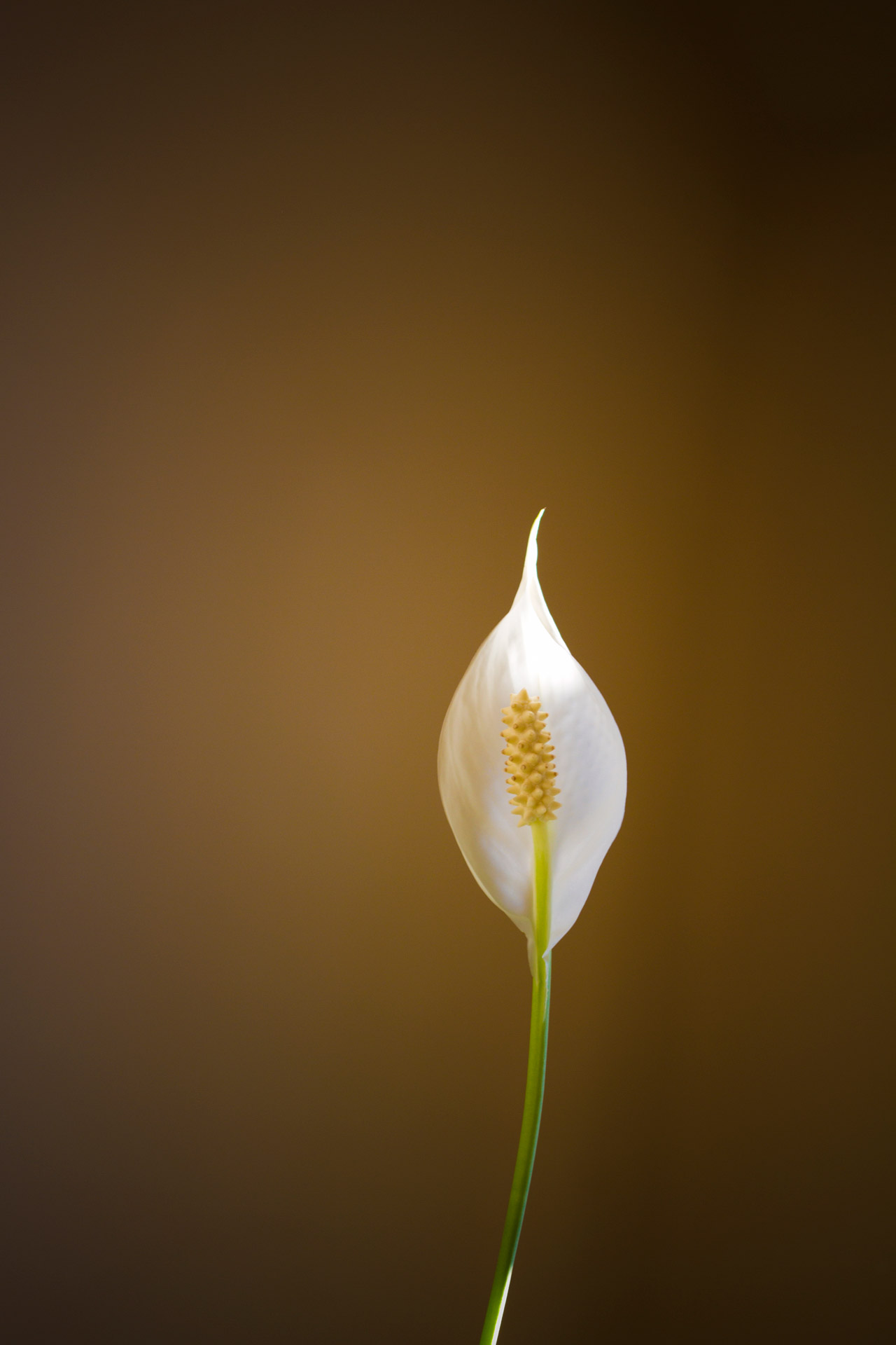 flower white plant free photo