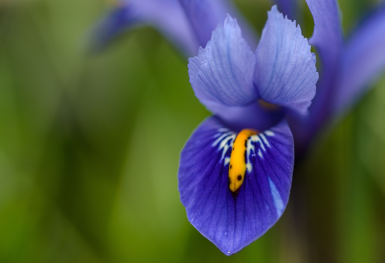 flower blossom soft free photo