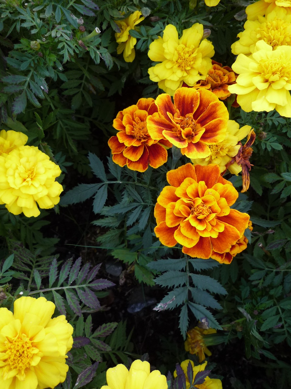 flower marigolds lutein free photo
