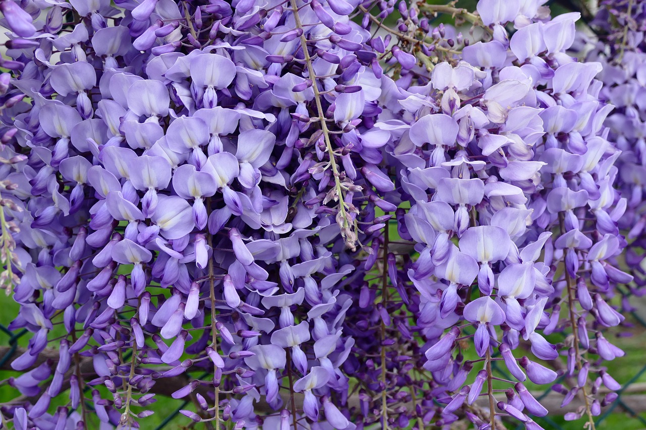 flower violet wisteria free photo