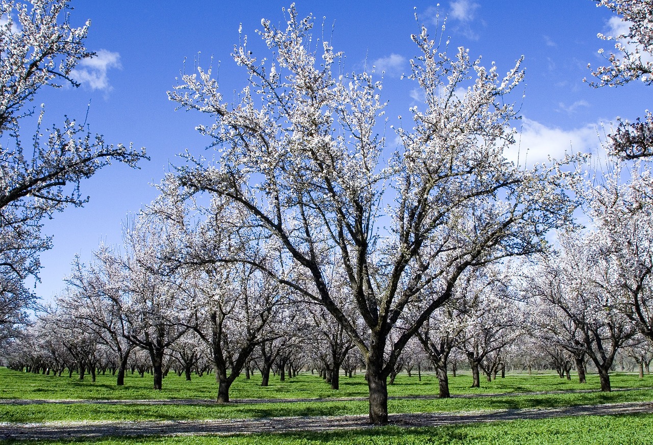 flower of almond tree free photo