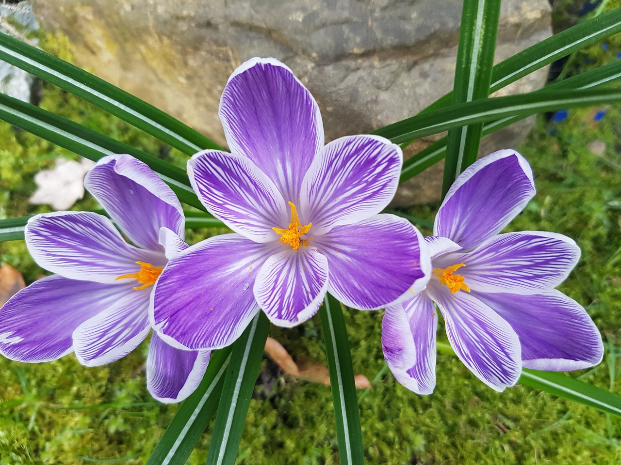 flower purple crocus free photo