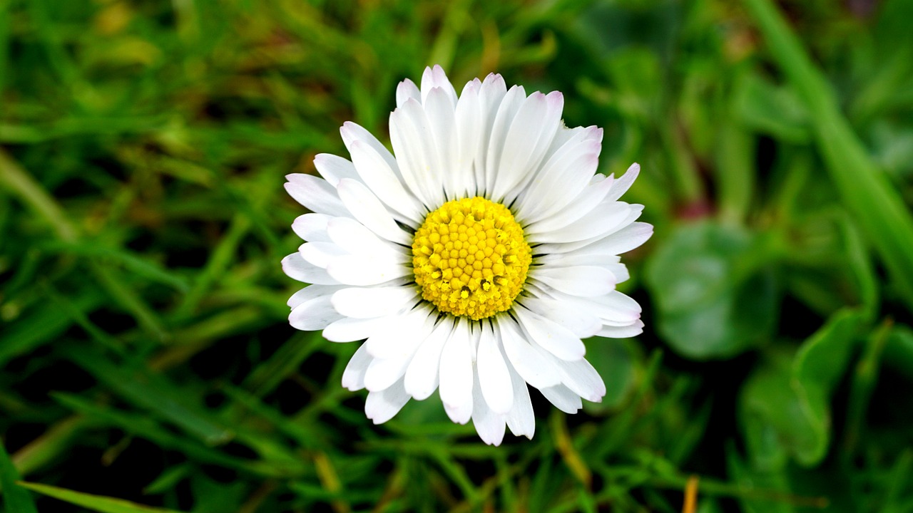 flower daisy nature free photo