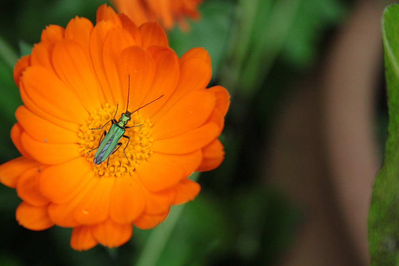 flower orange insect free photo