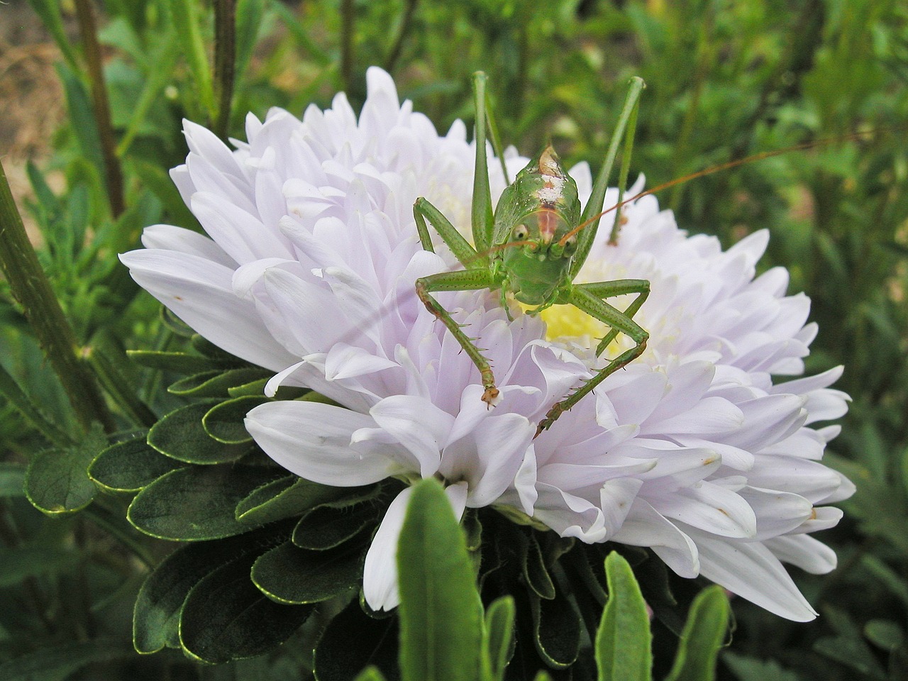 flower grasshopper green free photo