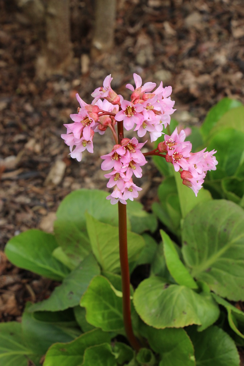 flower pink spring free photo