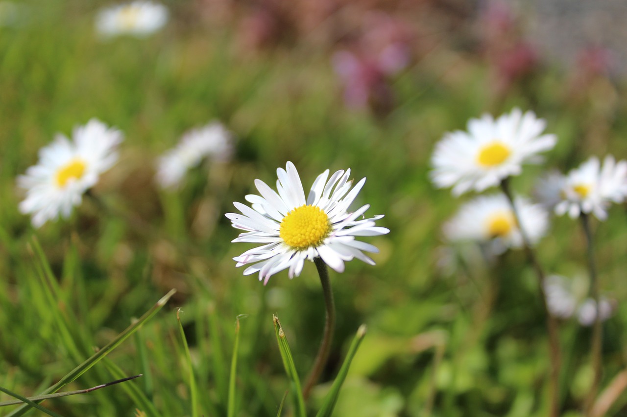 flower white flower daisy free photo