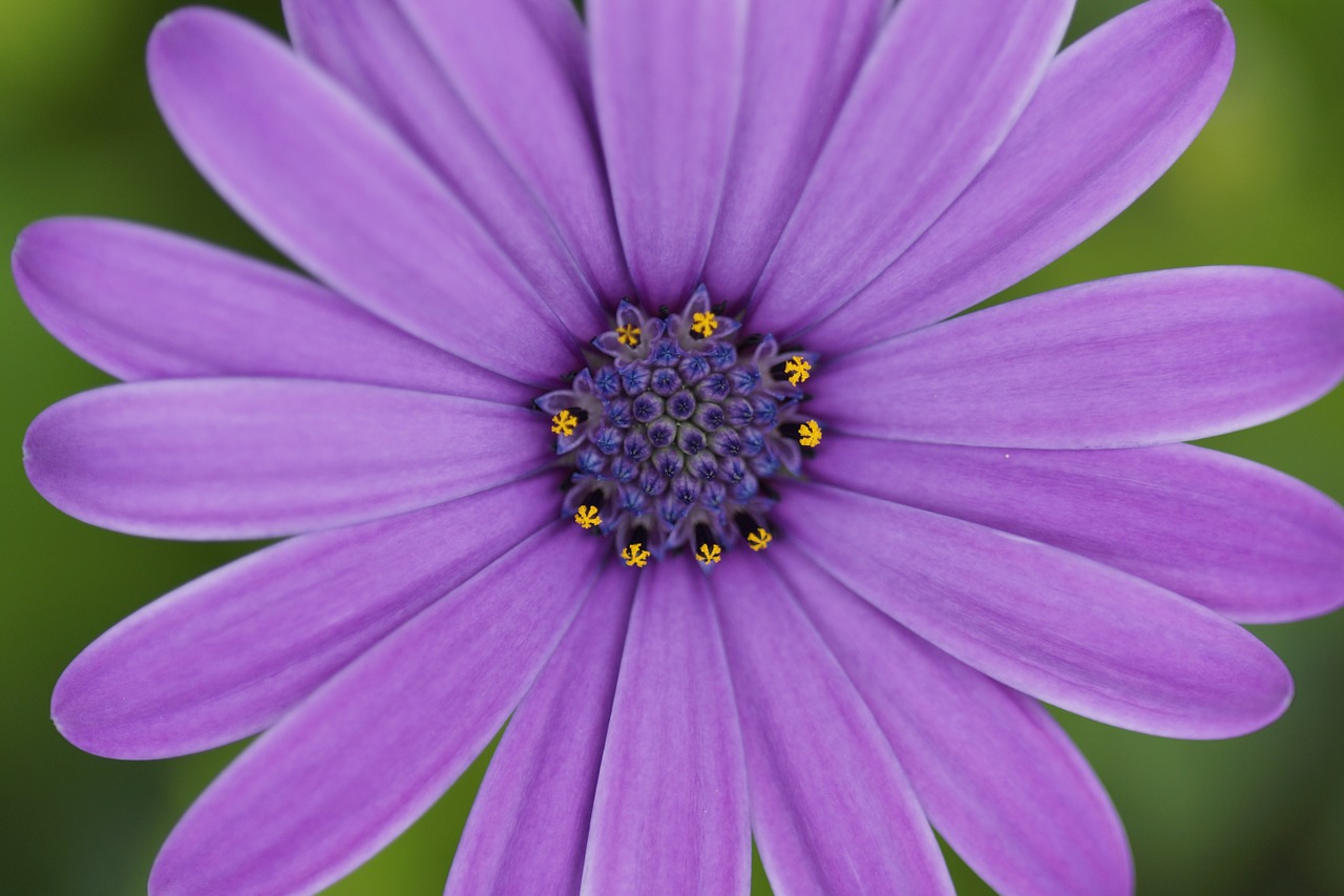 flower green plant free photo