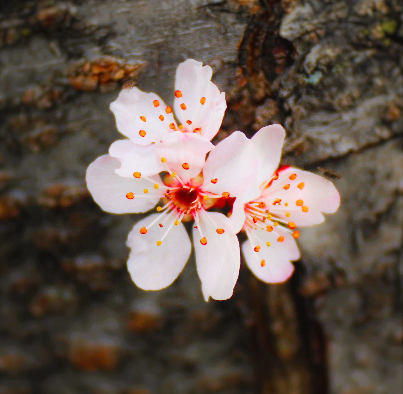 Pretty blossom