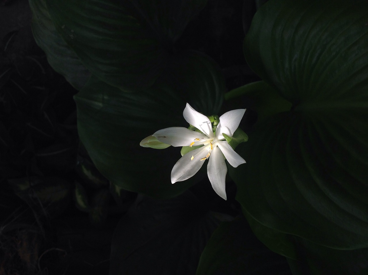 flower white green free photo