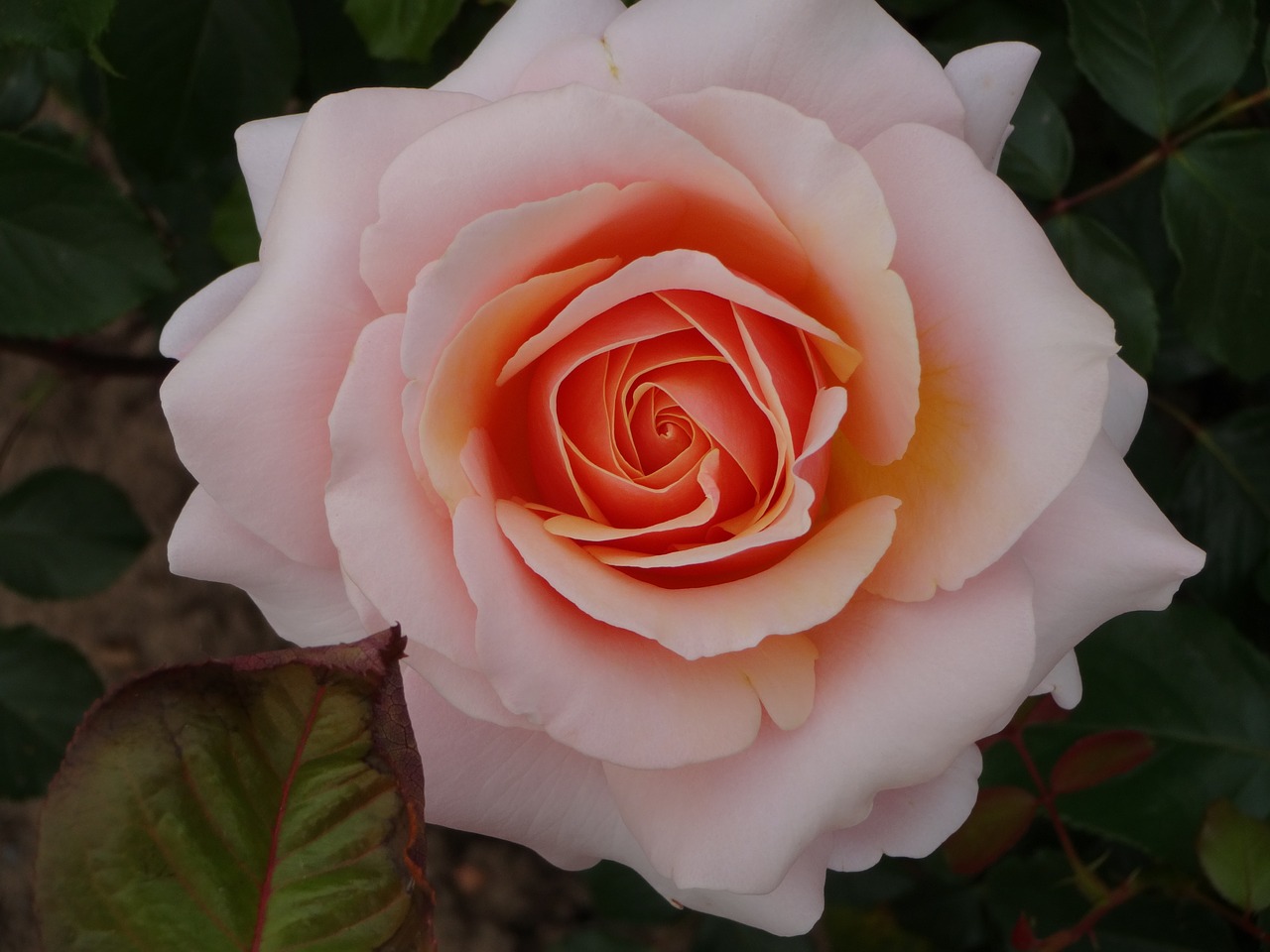 flower rose pink rose free photo