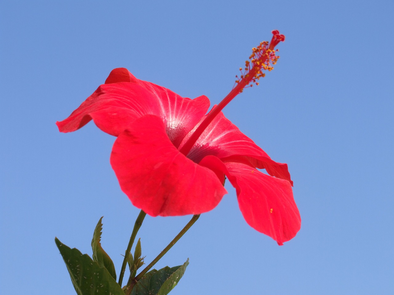 flower red beautiful free photo