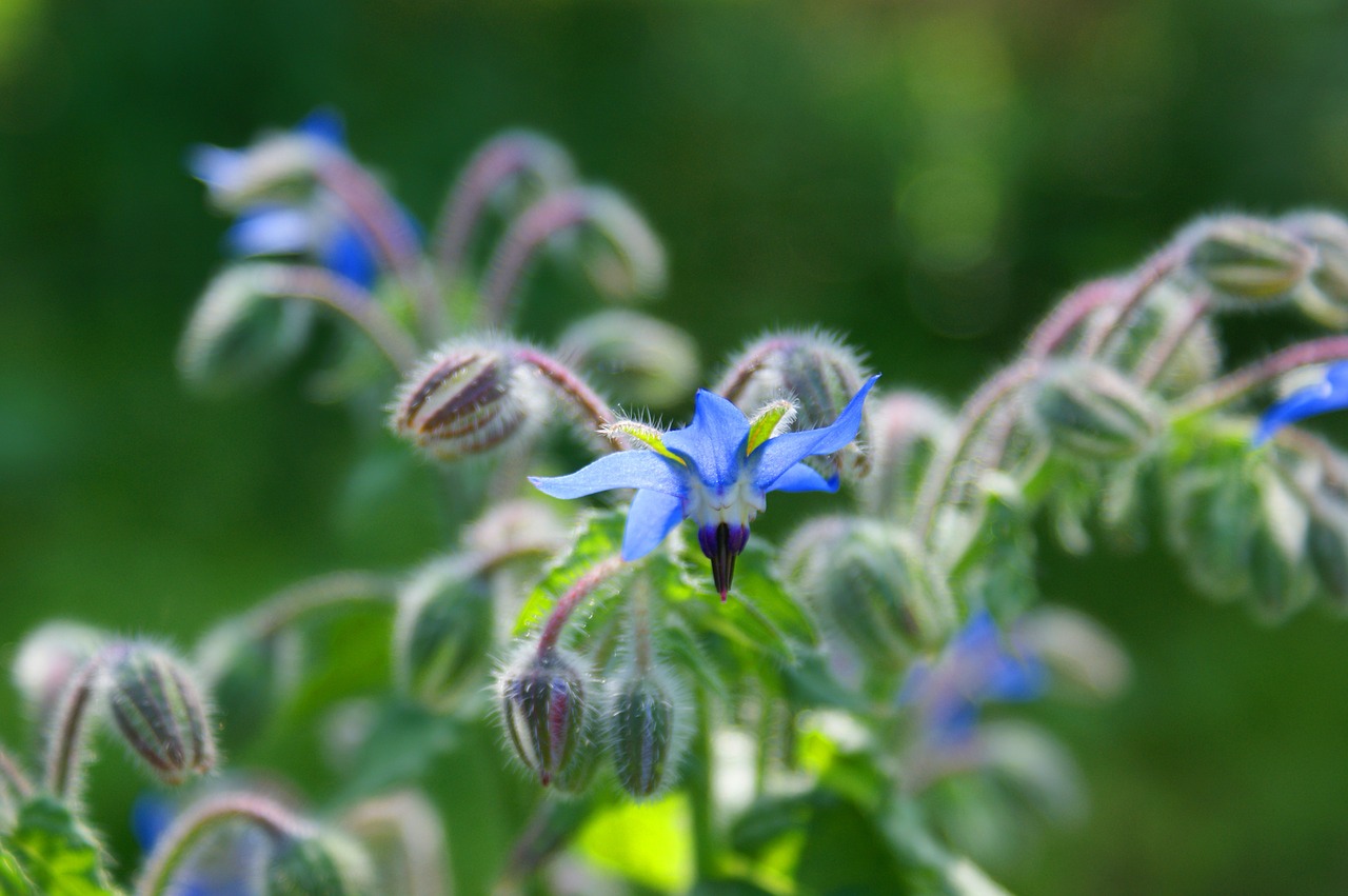 flower green nature free photo