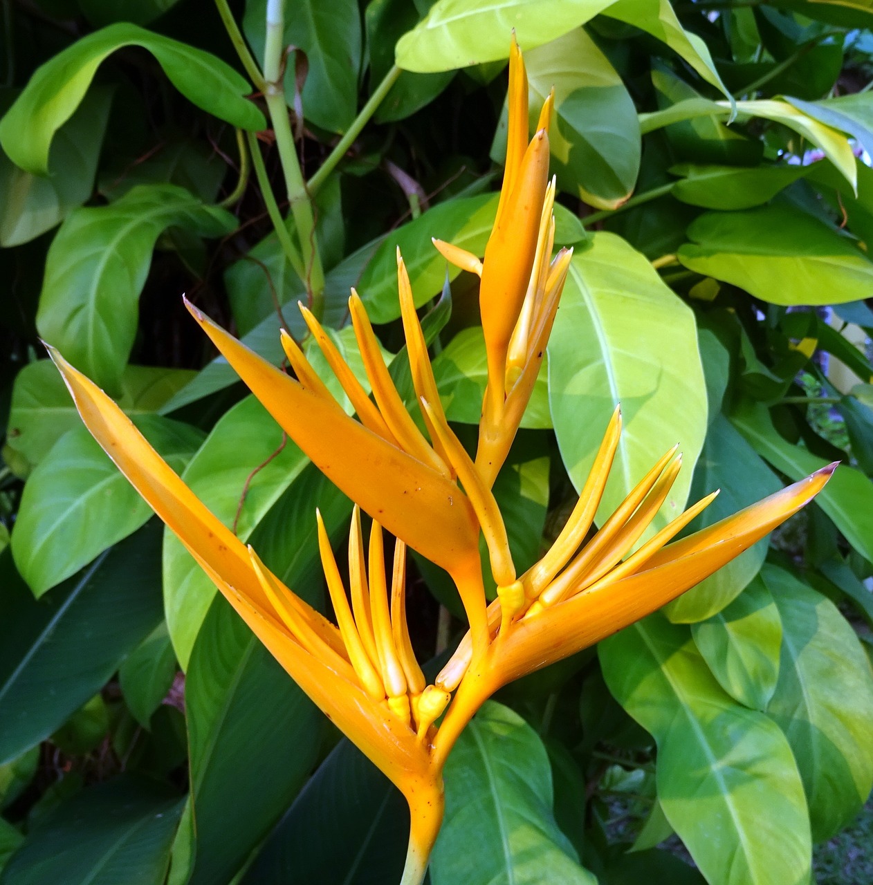 flower heliconia heliconia golden torch free photo