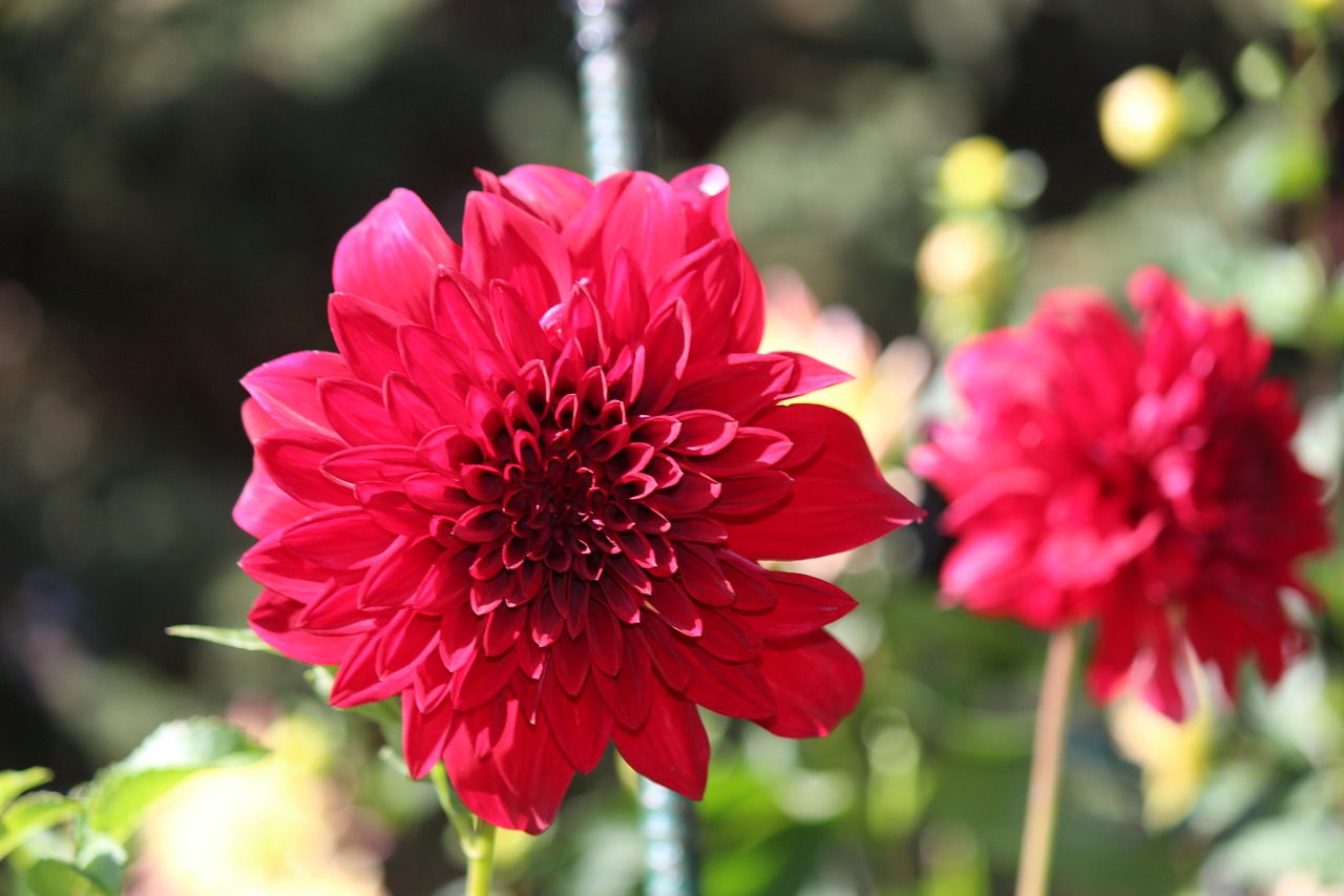 flower dahlia nature free photo