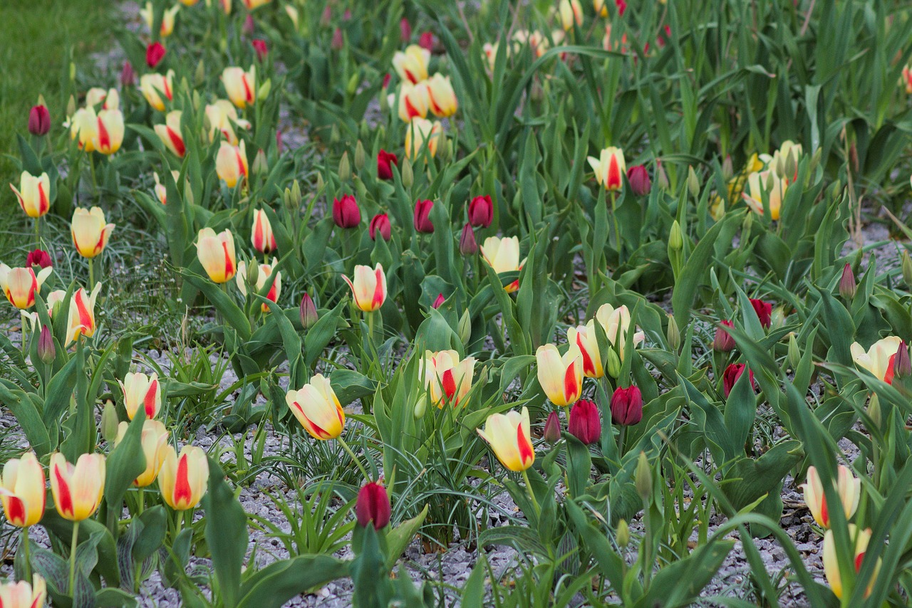 flower tulip field free photo