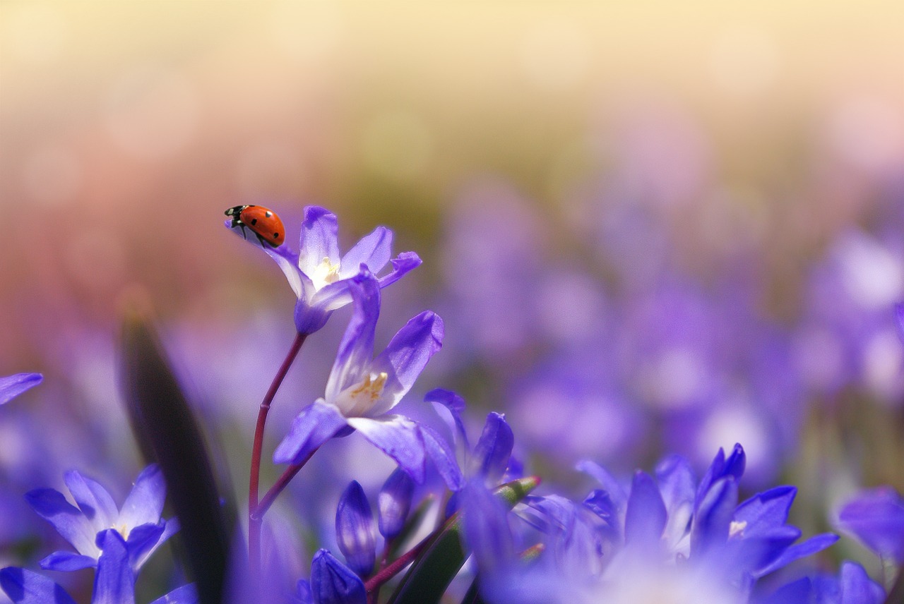 flower plant garden free photo