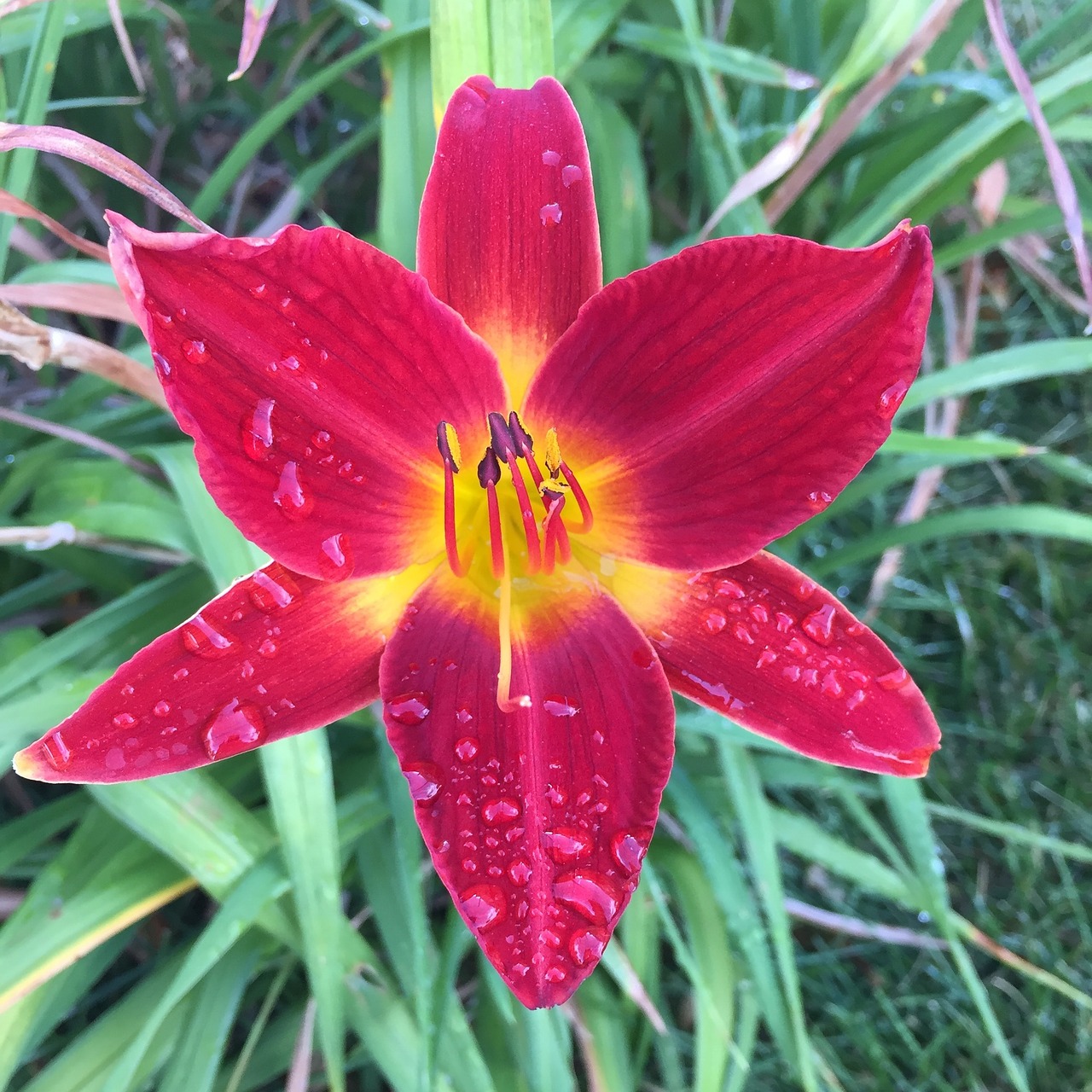 flower morning dew free photo